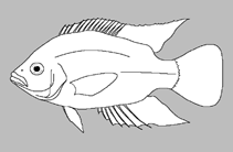 Image of Thoracochromis stigmatogenys 