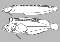 Image of Cologrammus flavescens (Short-tassel weedfish)