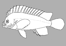 Image of Congiopodus coriaceus (Deepsea pigfish)