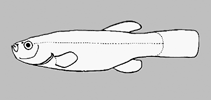 Image of Cyprinodon pachycephalus (Bighead pupfish)