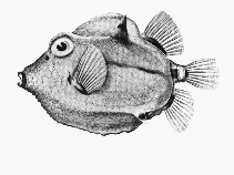 Image of Capropygia unistriata (Black-banded pigmy boxfish)