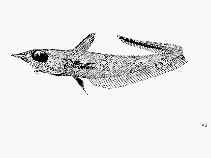 Image of Coelorinchus ventrilux (Firebelly grenadier)