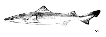 Image of Centrophorus atromarginatus (Dwarf gulper shark)