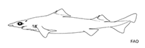 Image of Centrophorus isodon (Blackfin gulper shark)