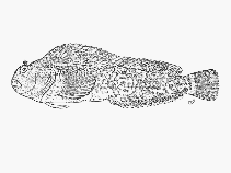 Image of Chalaroderma capito (Looseskin blenny)