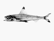 Image of Paraulopus nigripinnis (Cucumber fish)