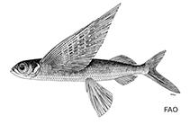Image of Cheilopogon rapanouiensis (Easter island flyingfish)