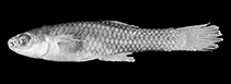 Image of Cnesterodon septentrionalis (Swamp toothcarp)
