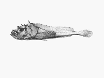 Image of Cottunculus spinosus 