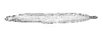 Image of Cryptacanthodes aleutensis (Dwarf wrymouth)