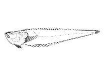 Image of Dactyloscopus foraminosus (Reticulate stargazer)