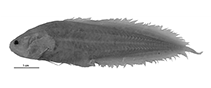 Image of Diancistrus eremitus (Lonely coralbrotula)