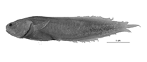Image of Diancistrus manciporus (Few-pored coralbrotula)