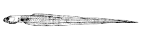 Image of Echiodon dawsoni (Chain pearlfish)