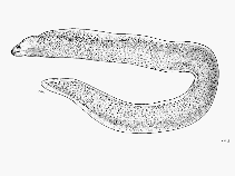 Image of Echidna delicatula (Mottled moray)