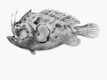 Image of Echinophryne mitchellii (Spinycoat anglerfish)