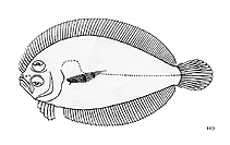Image of Asterorhombus cocosensis (Cocos Island flounder)