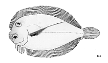 Image of Engyprosopon longipterum (Long pectoral fin flounder)