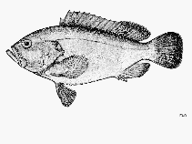 Image of Epinephelus trophis (Plump grouper)
