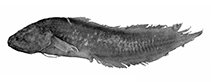 Image of Eusurculus pristinus (Pristine viviparous brotula)