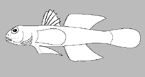 Image of Ctenogobius phenacus (Impostor goby)
