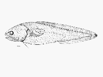 Image of Grammonus opisthodon (Bighead brotula)