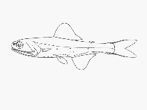Image of Gymnoscopelus fraseri (Fraser’s lanternfish)