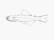 Image of Gymnoscopelus microlampas (Minispotted lanternfish)