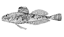Image of Gymnocanthus pistilliger (Threaded sculpin)