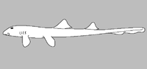 Image of Hemiscyllium michaeli (Leopard Epaulette shark)