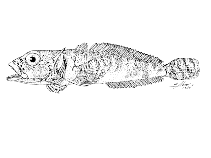 Image of Harpagifer bispinis (Magellan plunderfish)