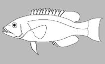 Image of Suezichthys bifurcatus (Striped trawl wrasse)