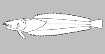 Image of Crapatalus angusticeps (Slender stargazer)