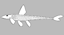 Image of Chaetostoma lepturum 