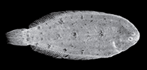 Image of Leptachirus alleni (Allen’s Sole)
