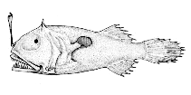 Image of Leptacanthichthys gracilispinis (Plainchin dreamarm)