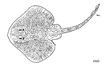Image of Leucoraja yucatanensis (Yucatan skate)