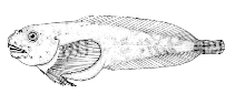 Image of Liparis coheni (Gulf snailfish)