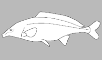 Image of Stomatorhinus polli 
