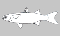 Image of Squalomugil nasutus (Shark mullet)