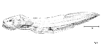 Image of Meteoria erythrops 