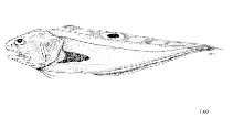 Image of Neobythites steatiticus (Barred cusk eel)
