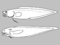 Image of Lepophidium entomelan (Blackthroat cusk-eel)