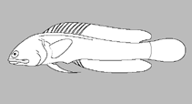 Image of Opistognathus fenmutis 
