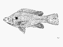 Image of Oreochromis amphimelas (Manyara tilapia)