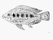 Image of Oreochromis karomo (Karomo)