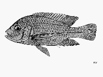 Image of Oreochromis saka 