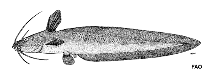 Image of Paraplotosus albilabris (Whitelipped eel catfish)