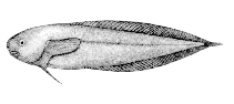 Image of Paraliparis bathybius (Black seasnail)
