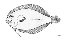 Image of Parabothus filipes 